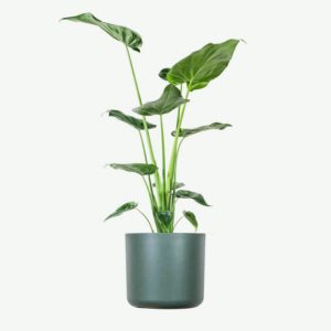 plants ecommerce product featured img 17
