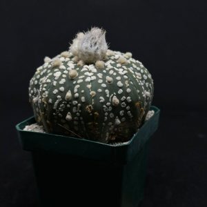 astrophytum asterias star shape