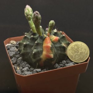 gymnocalicium inermis variegado