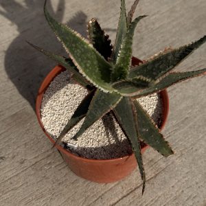 aloe
