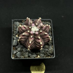 gymnocalicium trex