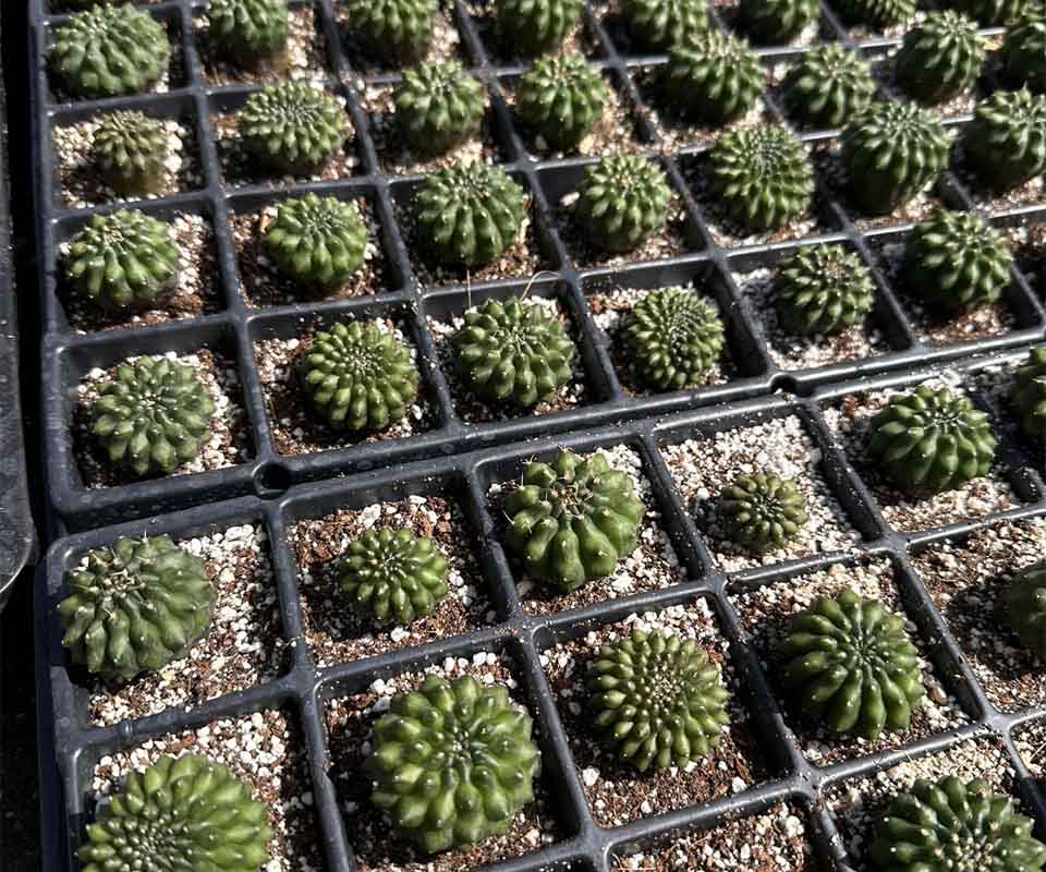 SucuGarden Apasionados por las plantas
