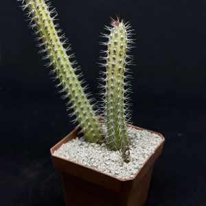 euphorbia baioensis
