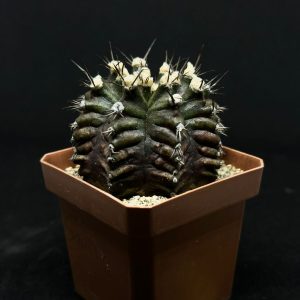 astrophytum asterias flor akabana shinshowa