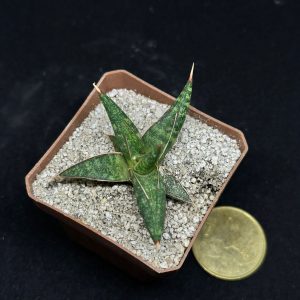 sanseveria