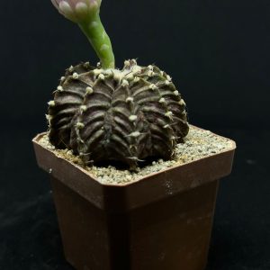 sanseveria