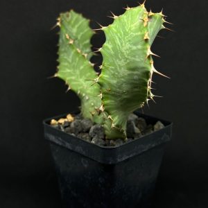 euphorbia enormis