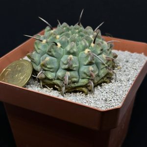 gymnocalicium vatteri