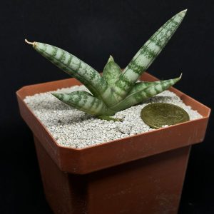 sansevieria boncel