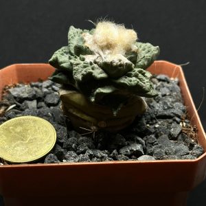 ariocarpus híbrido