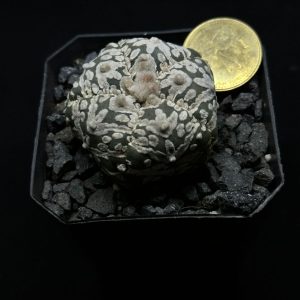 astrophytum asterias vtype
