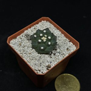 astrophytum asterias kikko