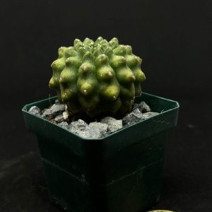 astrophytum asterias kikko