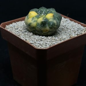 astrophytum asterias kikko variegado