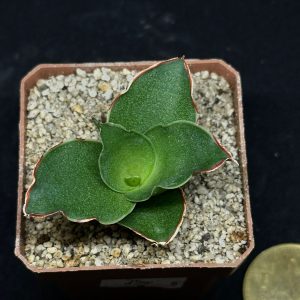 sansevieria hibrid marlena