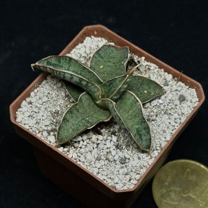 sansevierias silver clone
