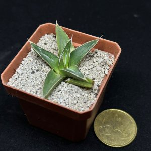 agave reginae