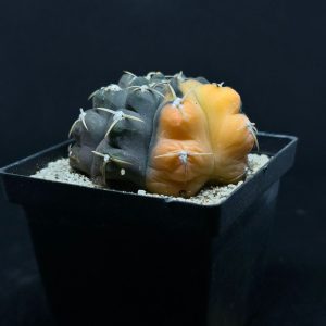 gymnocalicium ochoterenae variegado